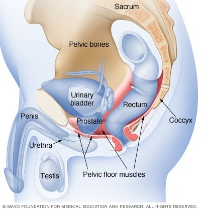 male pelvic floor